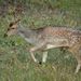 European and Persian Fallow Deer - Photo (c) Robert Myers, all rights reserved, uploaded by Robert Myers