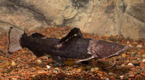 Batrochoglanis