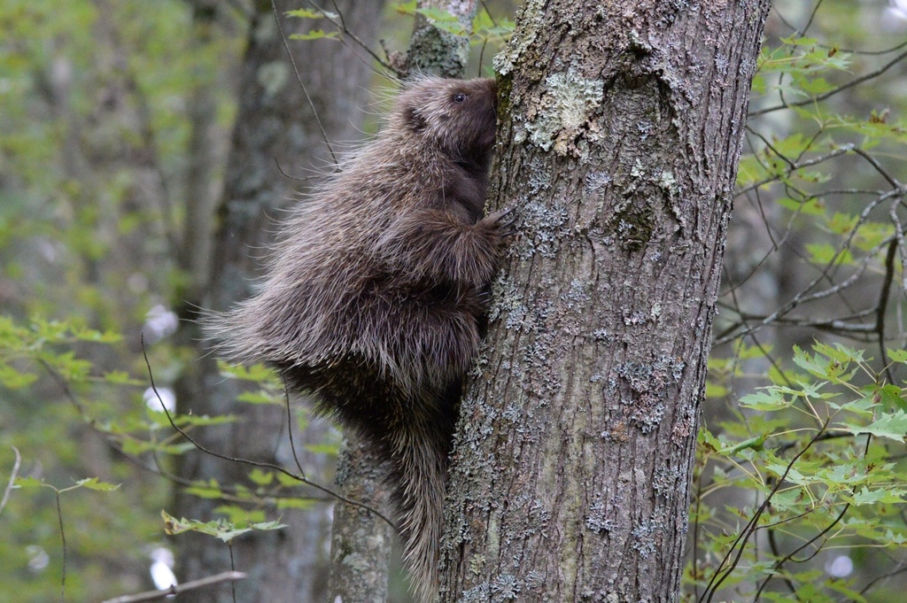 North American Porcupine from Necedah National Wildlife Refuge, Finley ...