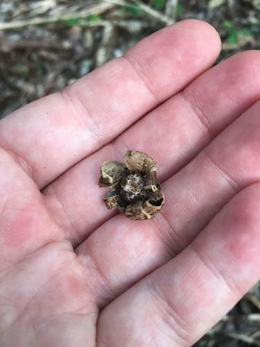 Geastrum (Photo 2 of 2)