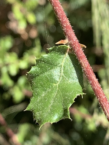 Nuttall's scrub oak