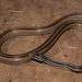 Four-striped Snake - Photo (c) Franco Andreone, all rights reserved