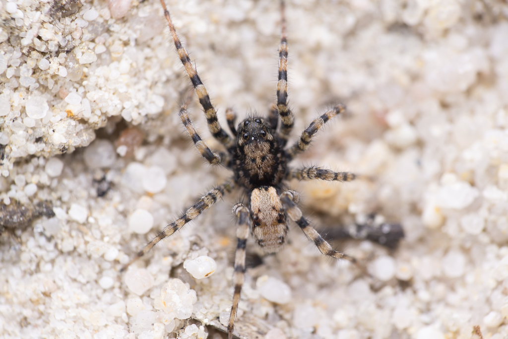 Sand Bear Spider in April 2020 by Benjamin Fabian · iNaturalist