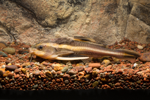 Large Raphael Catfish Raphael catfish | Native Nature