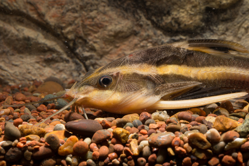 Large Raphael Catfish Raphael catfish | Native Nature
