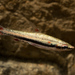 Pencilfishes - Photo (c) karsten_s, all rights reserved, uploaded by karsten_s