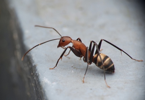 哈氏弓背蚁Camponotus habereri