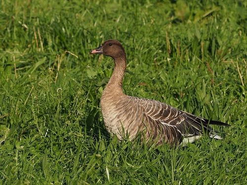 Pink-footed Goose
