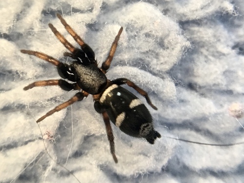 Sergiolus columbianus