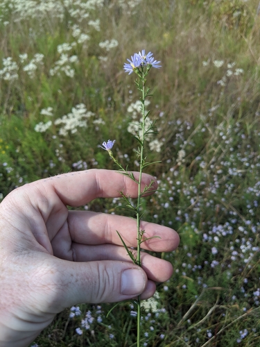 Symphyotrichum dumosum var. gracilipes