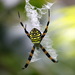 Painted Cross Spider - Photo (c) john lenagan, all rights reserved, uploaded by john lenagan