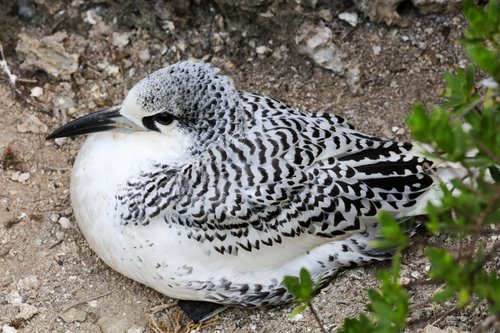 Red-tailed Tropicbird