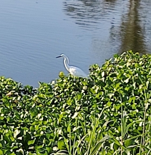 Little Egret