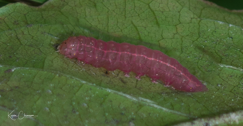 Hebrew Moth