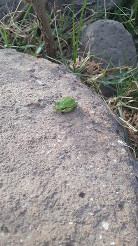 Lemon-yellow Tree Frog