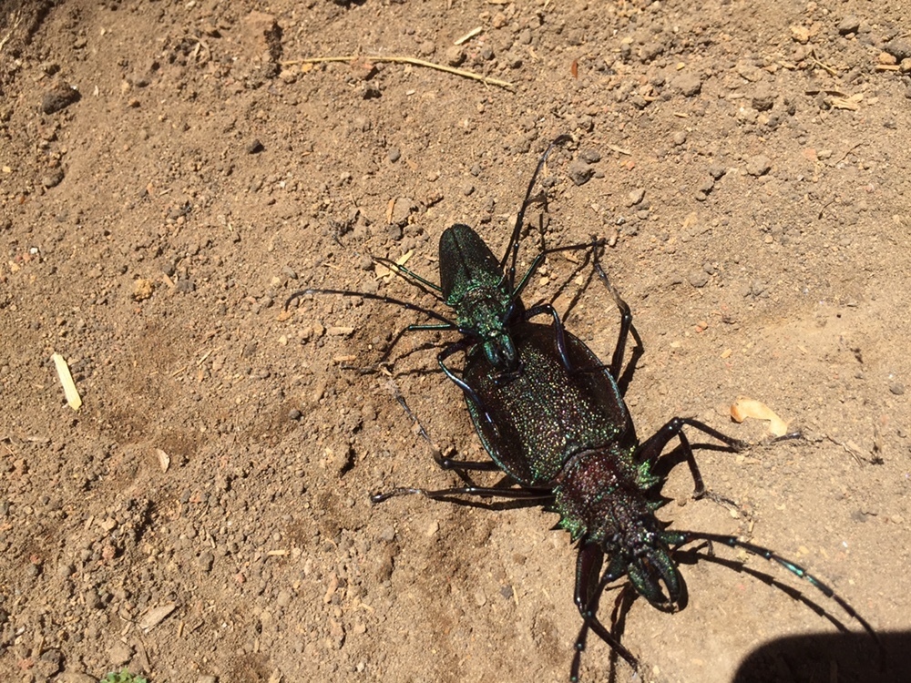 Genus Psalidognathus · iNaturalist
