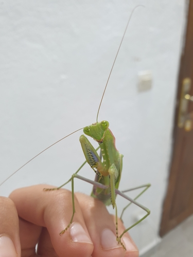 Common Green Mantis