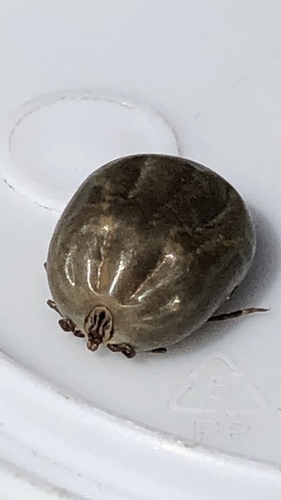 Winter tick