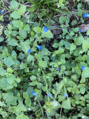 River sage