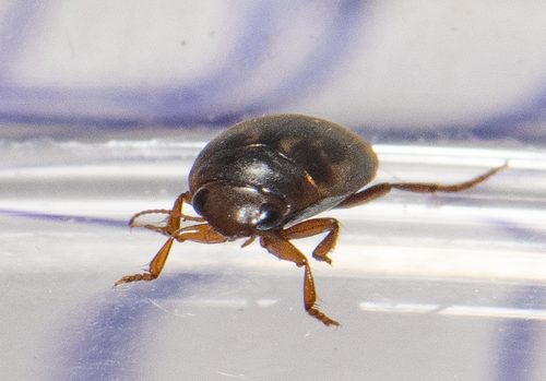 Neoporus vitiosus