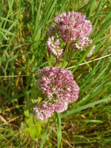 Orpine