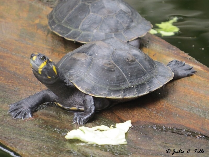 Photo by Julio C. Tello Alvarado