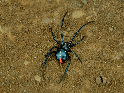 Madagascan Black Widow