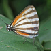 Arawacus lincoides - Photo (c) Steve Collins, todos los derechos reservados, subido por Steve Collins