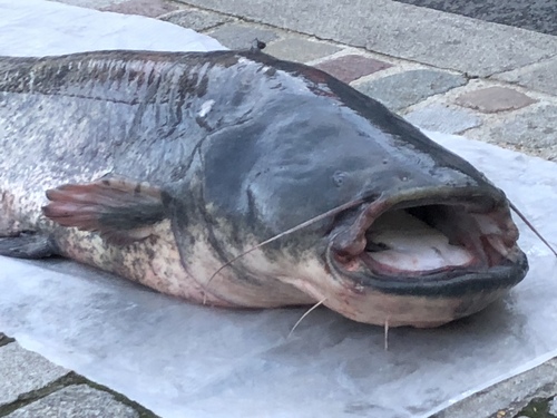 Wels Catfish