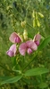 Narrow-leaved Everlasting-Pea - Photo (c) missnarjess, all rights reserved, uploaded by missnarjess