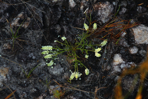 Polygala microspora