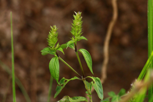 Lepidagathis alopecuroidea