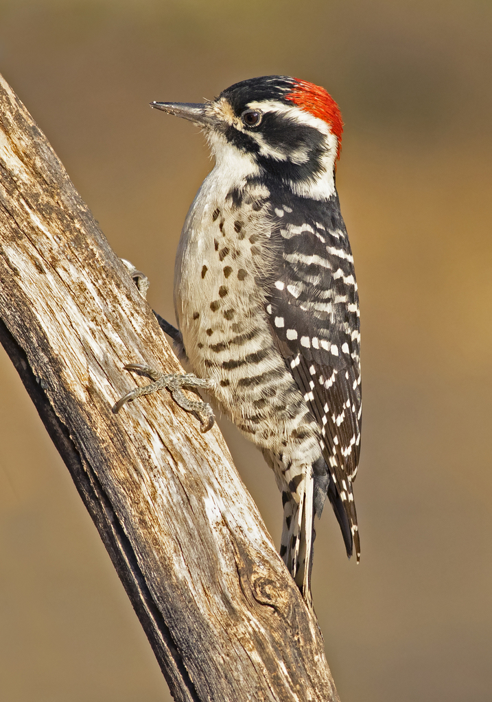 Nuttall's Woodpecker photo