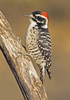 Nuttall's Woodpecker - Photo (c) Robyn Waayers, all rights reserved, uploaded by Robyn Waayers