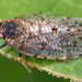 Cixiidae - Photo (c) gernotkunz, כל הזכויות שמורות, הועלה על ידי gernotkunz
