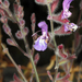 Salvia albicaulis - Photo 由 Terry Gosliner 所上傳的 (c) Terry Gosliner，保留所有權利