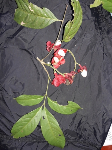 Arborescent Matayba (Matayba arborescens)