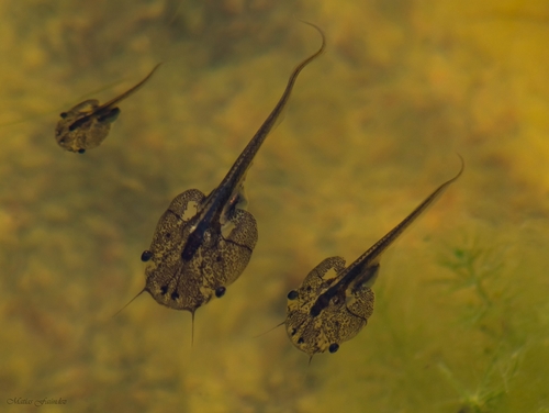 African Clawed Frog