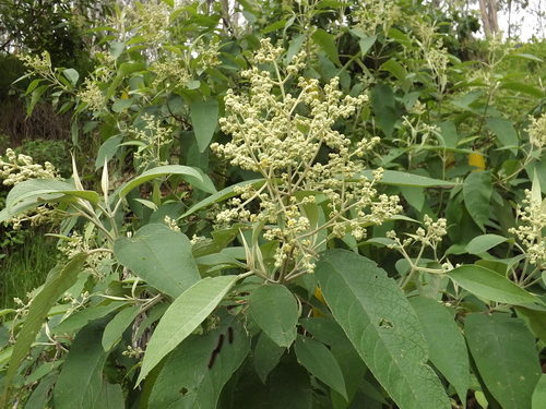 tepozan