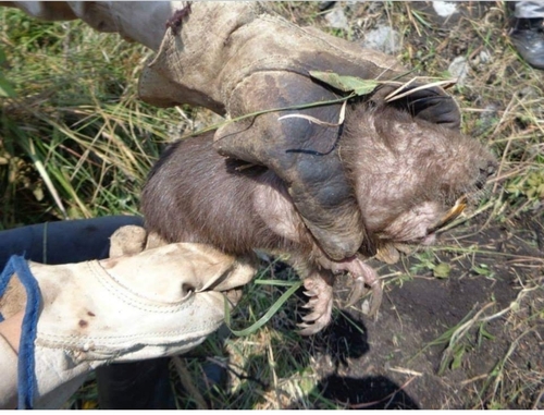 Giant Pocket Gopher