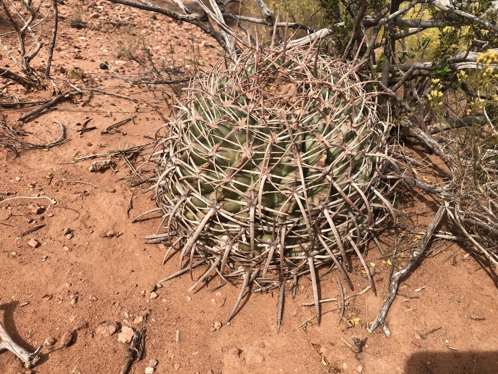 Horse Crippler Cactus from Jal, NM, US on October 25, 2020 at 0228 PM