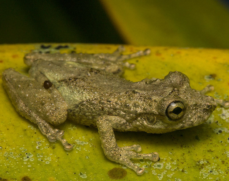 Bandeirantes Snouted Tree Frog (Ololygon perpusilla)