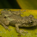 Bandeirantes Snouted Tree Frog - Photo (c) Enio Branco, all rights reserved, uploaded by Enio Branco