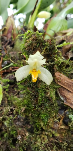 Hedwigiae Orchid