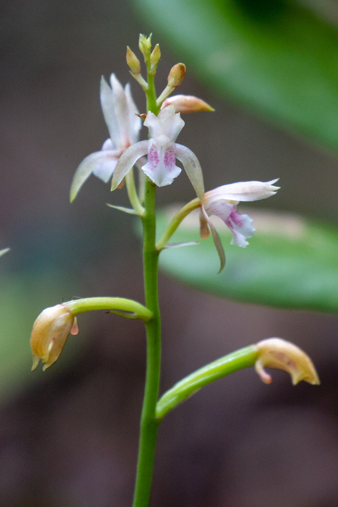 Monk Orchid in October 2020 by Will ChatfieldTaylor · iNaturalist
