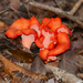 Cantharellus coccolobae - Photo (c) Will Chatfield-Taylor, כל הזכויות שמורות, uploaded by Will Chatfield-Taylor