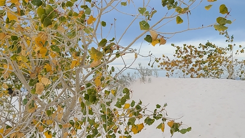 iNaturalist observation 2020-10-24