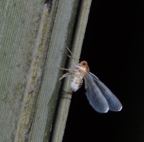 Diostrombus abdominalis