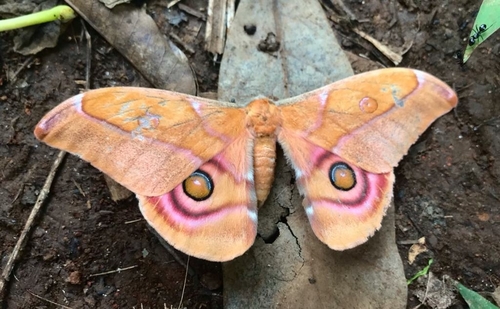 Suraka Silk Moth