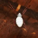 Cyrtophora doriae - Photo (c) john lenagan, todos los derechos reservados, subido por john lenagan